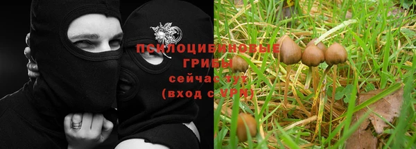 ГАЛЛЮЦИНОГЕННЫЕ ГРИБЫ Иннополис